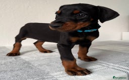 Dobermann dogs for sale: European Doberman Puppies - Champion Bloodline - Image 7