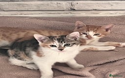 Domestic Shorthair cats for sale: Three kittens for sale £60 each!  - Advert 3
