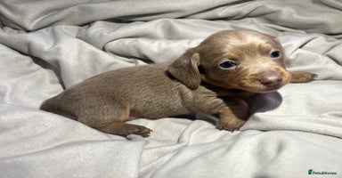 Dachshund dogs - Advert 10