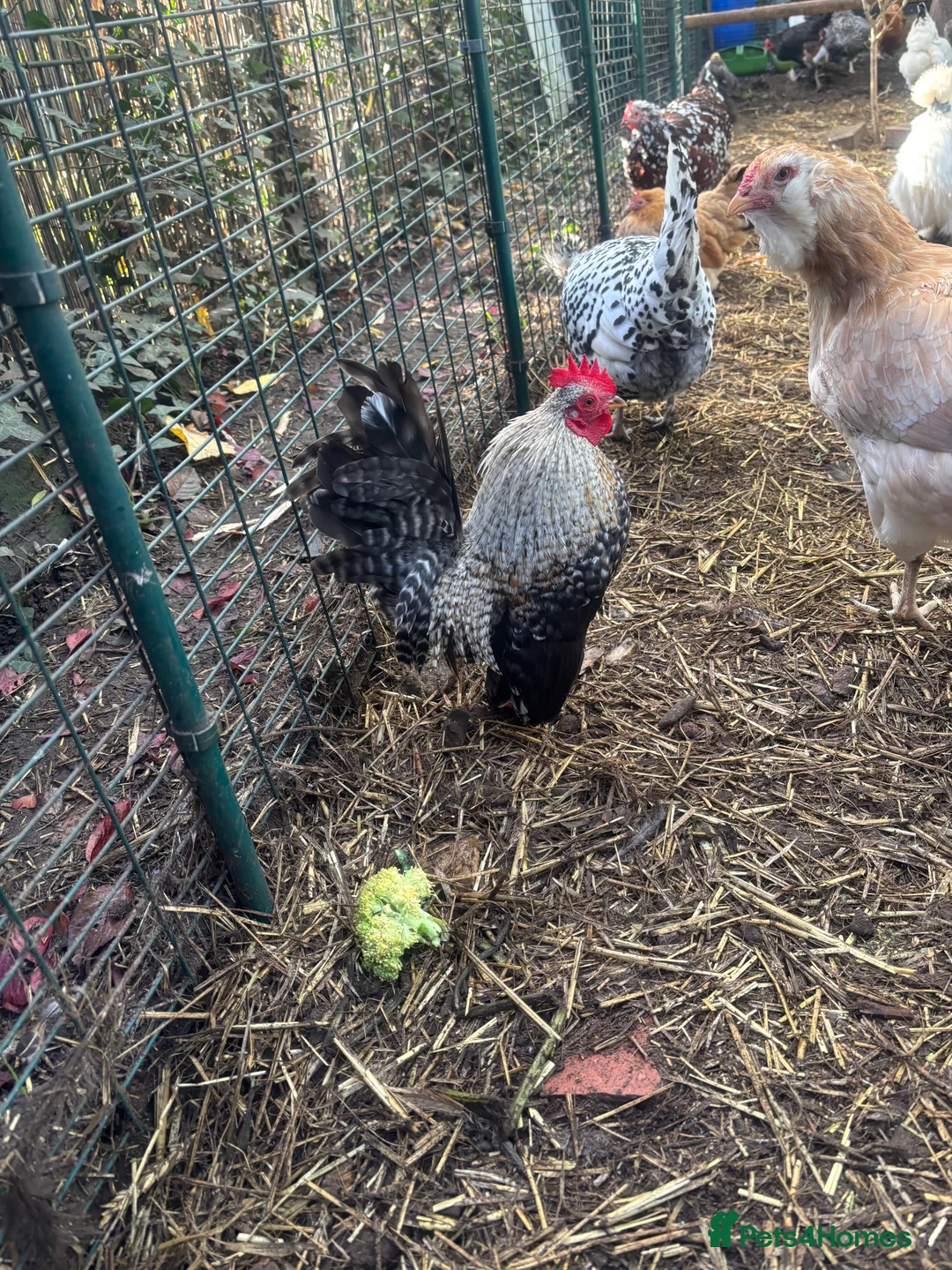 Chickens poultry for sale: Silkies - Advert 9