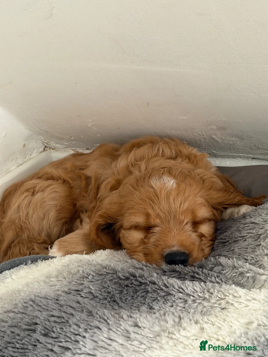 Cockapoo dogs for sale: Ready now! 1 boy, 1 girl left cockapoo puppies  - Advert 2