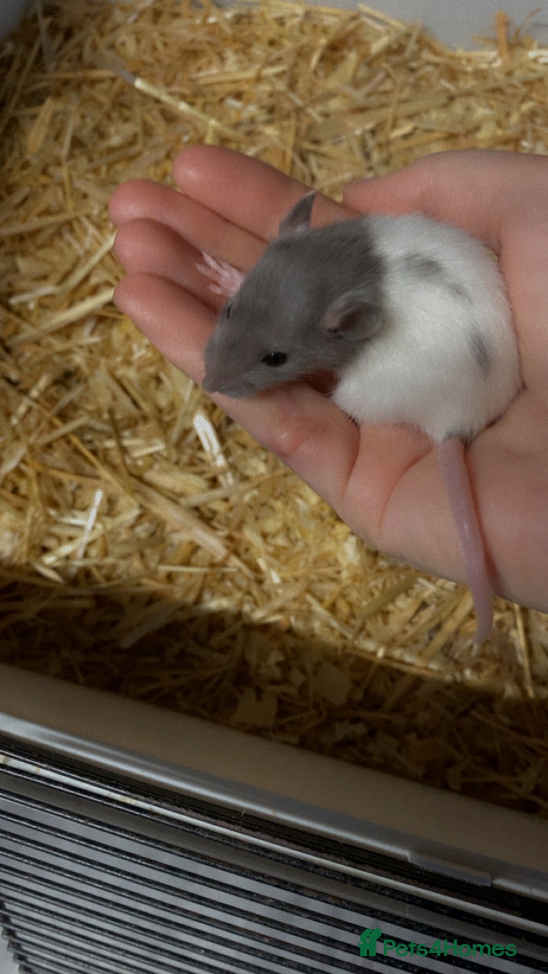 Rat rodents for sale: Dumbo baby rats  - Advert 13