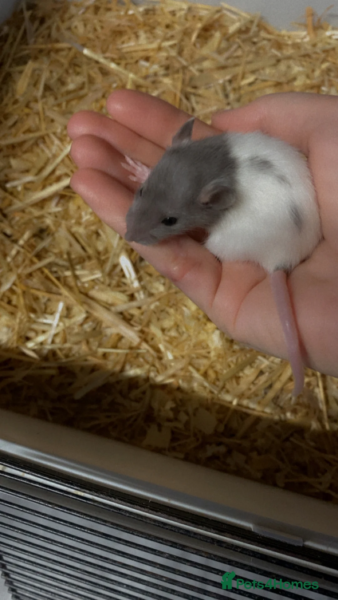 Rat rodents for sale: Dumbo baby rats  - Advert 13