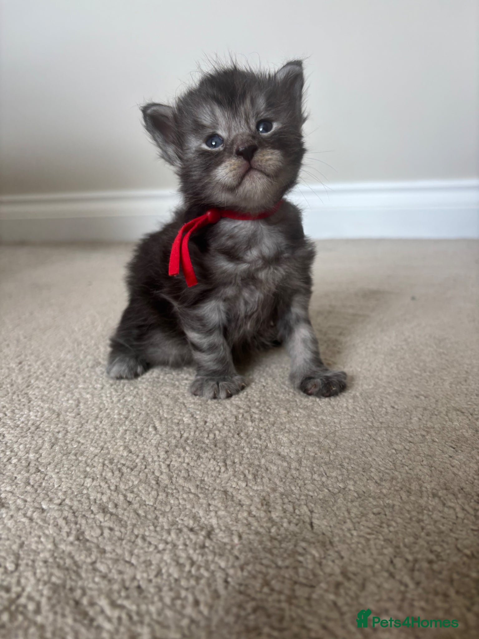 Maine Coon cats for sale: TICA Maine Coon Kittens  - Advert 25