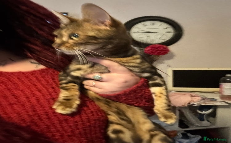 Bengal cats - Advert 1