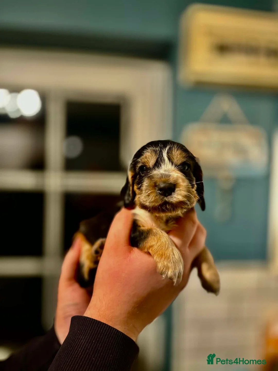 Cocker Spaniel dogs for sale: Last little boy looking for his sofa 🐾 - Advert 9