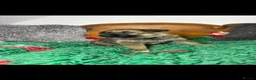 German Shepherd dogs for sale: 9 German shepherd puppies - Advert 9