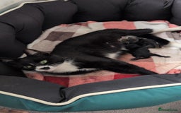 British Longhair cats for sale: Beautiful female black kitten - Image 2