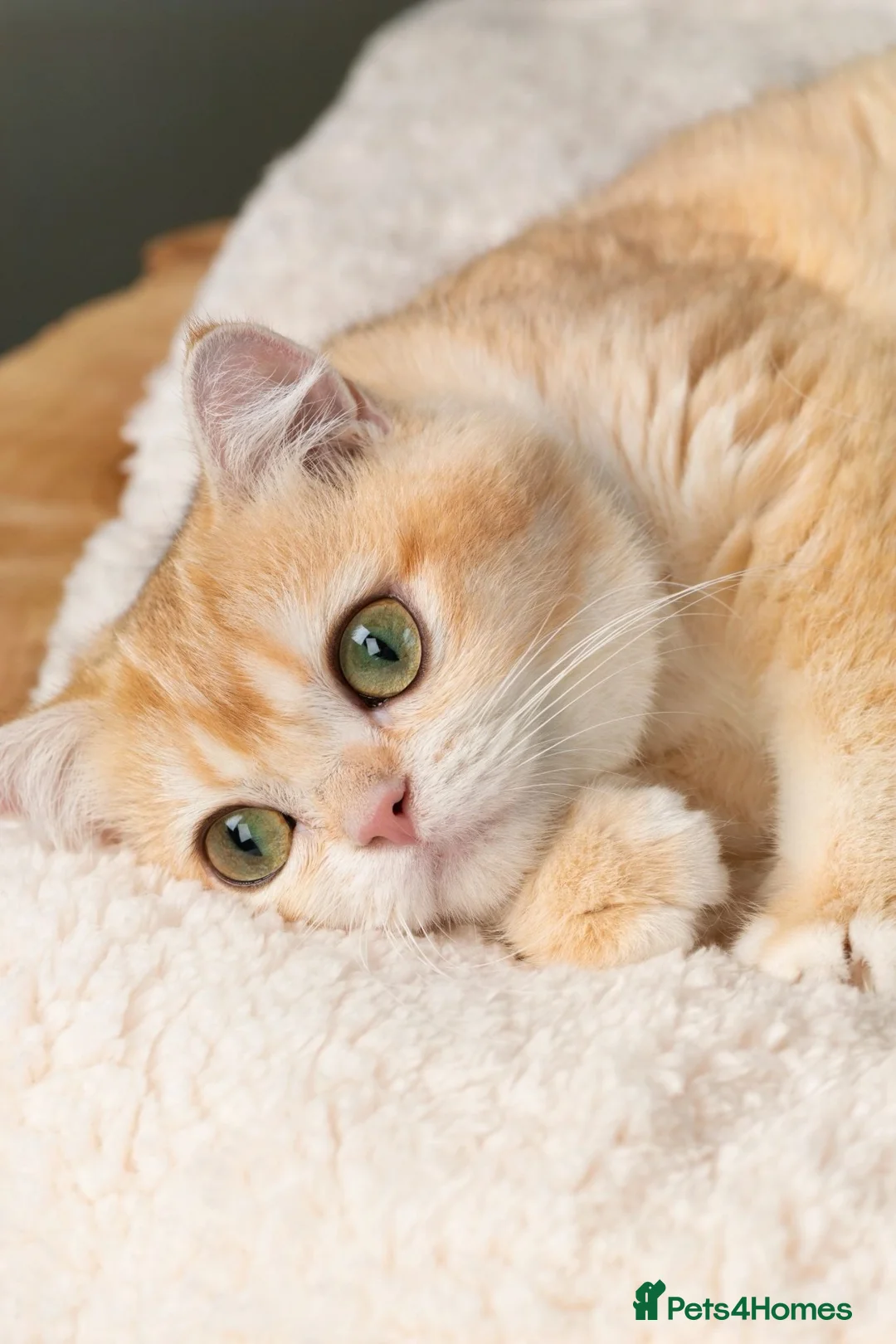 British Shorthair cats for sale: 3 Exceptional BSH Black Golden Chinchilla/Sunshine - Advert 1