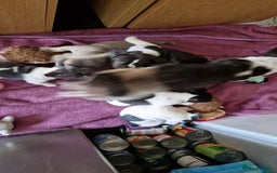 Mixed Breed dogs for sale: Fantastic 3/4 French bulldog and a 1/4 jack puppy - Image 14
