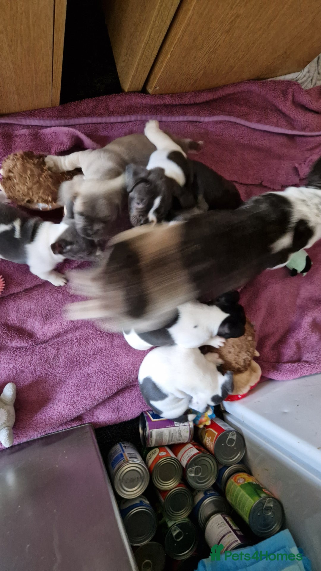 Mixed Breed dogs for sale: Fantastic 3/4 French bulldog and a 1/4 jack puppy - Image 14