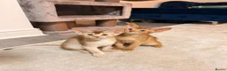 Abyssinian cats for sale: Abyssinian Kittens 🐾 - Advert 5