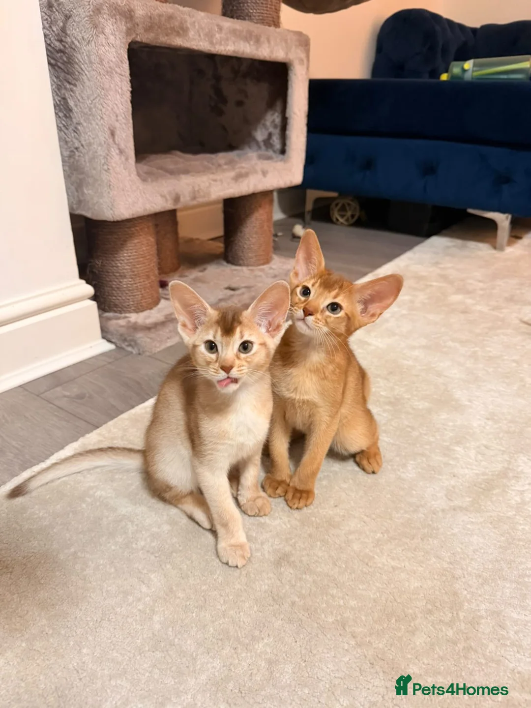 Abyssinian cats for sale: Abyssinian Kittens 🐾 - Advert 5