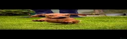 Dachshund dogs for sale: Beautiful Litter Standard KC reg Dachshunds  - Advert 4
