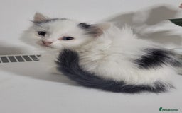 British Shorthair cats for sale: British Shorthair Kittens for sale  - Image 11