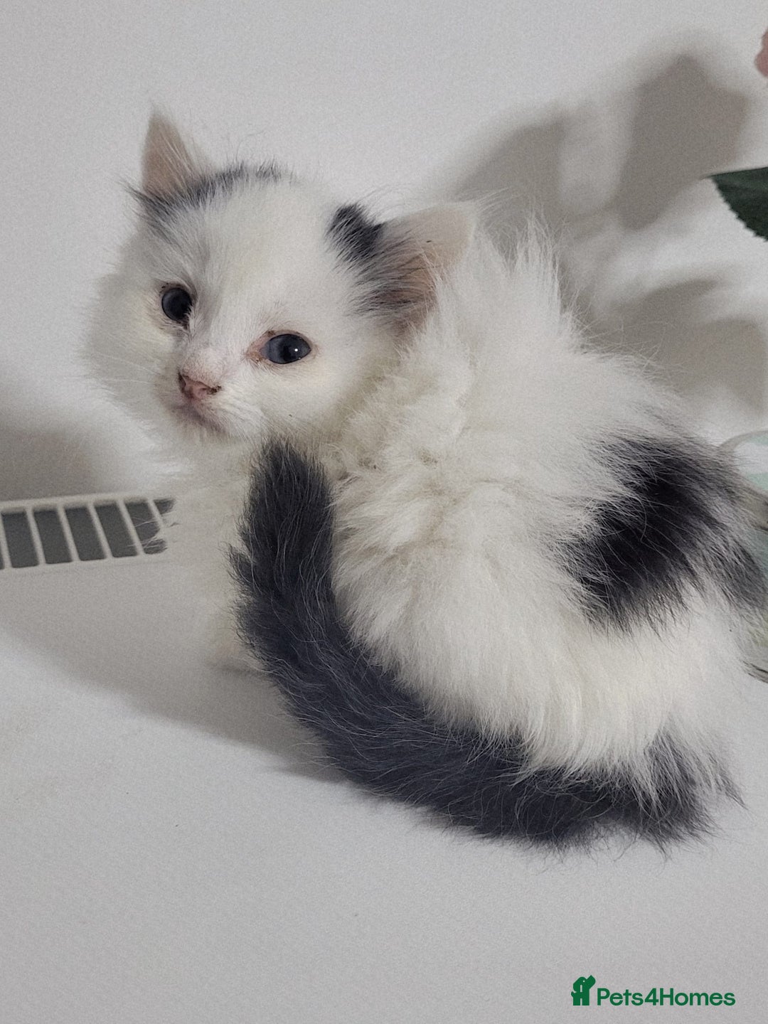 British Shorthair cats for sale: British Shorthair Kittens for sale  - Image 11