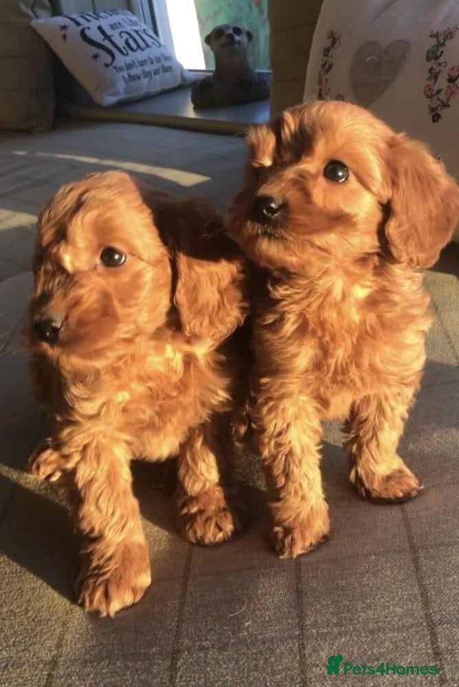 Cavapoo dogs Stunning health tested cavapoo puppies - Advert 6