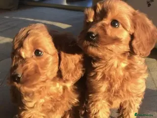 Cavapoo dogs Stunning health tested cavapoo puppies - Advert 6