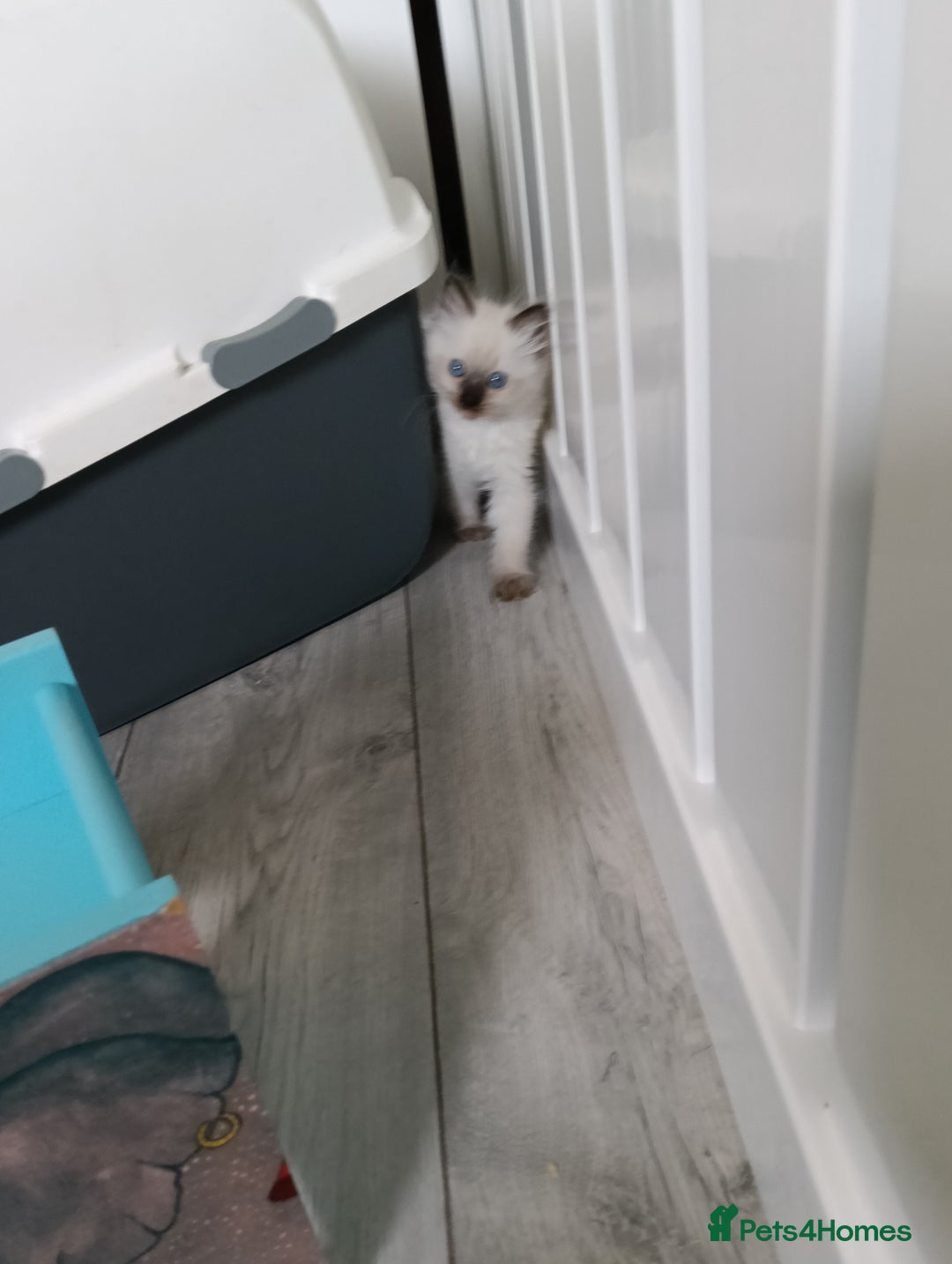 Ragdoll cats for sale: GCCF Reg'd Seal and Chocolate Ragdolls ready July  - Image 14