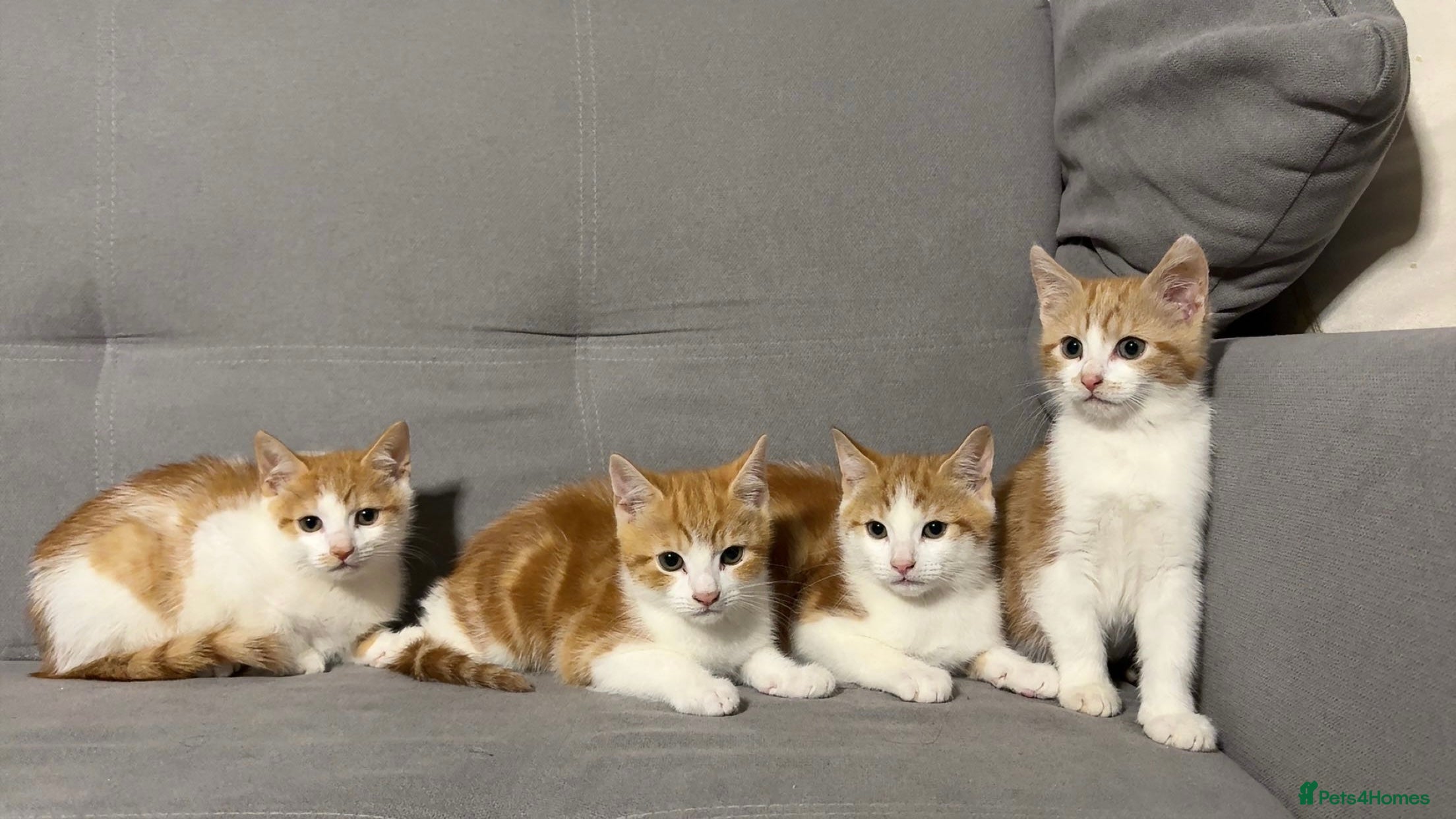 Mixed Breed cats X4 Ginger Kittens - Ready to leave! - Advert 14