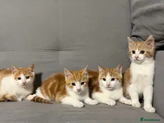 Mixed Breed cats X4 Ginger Kittens - Ready to leave! - Advert 14