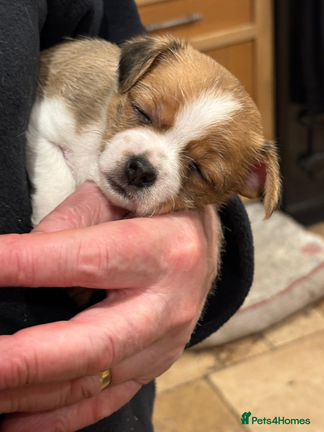 Mixed Breed dogs for sale: Adorable Puppies! - Advert 17