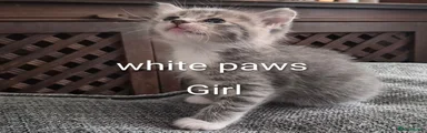 Mixed Breed tabby mum and ragdoll dad
