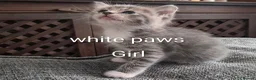 Mixed Breed cats for sale: Grey kittens - Advert 5