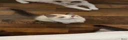 Ragdoll cats for sale: Ragdoll kittens for sale  - Advert 26