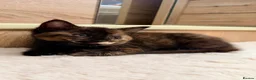 Mixed Breed cats for sale: Kittens - Advert 10