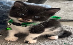 Mixed Breed cats for sale: Mixed breed adorable kittens in Waltham Cross - Image 33