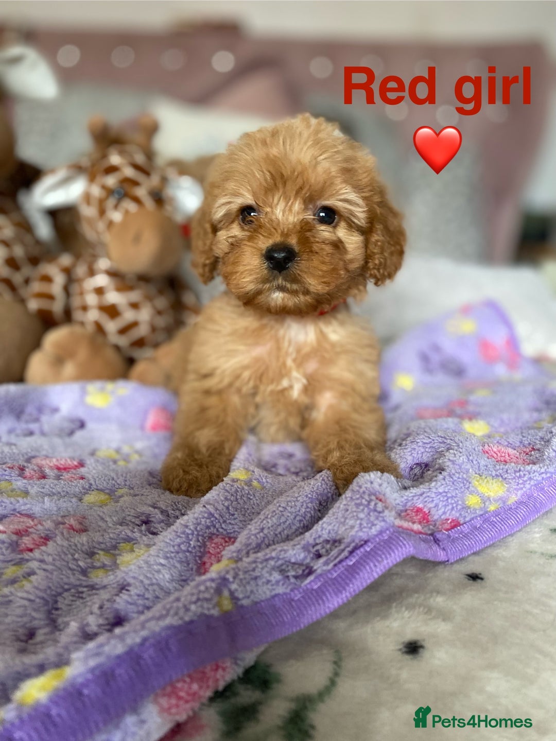 Cockapoo dogs for sale: Cockapoo puppies 💜 - Advert 7