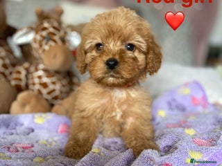 Cockapoo dogs Cockapoo puppies 💜 - Advert 1