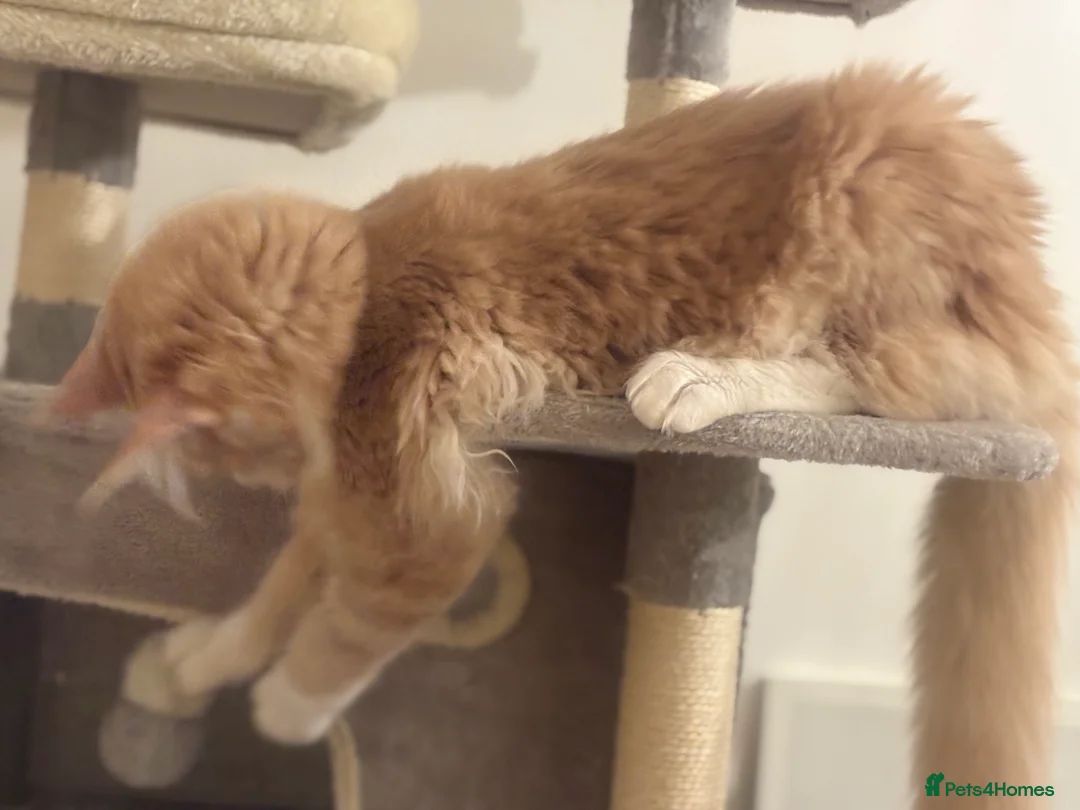 Maine Coon cats for sale: Maine coon xl - Advert 4