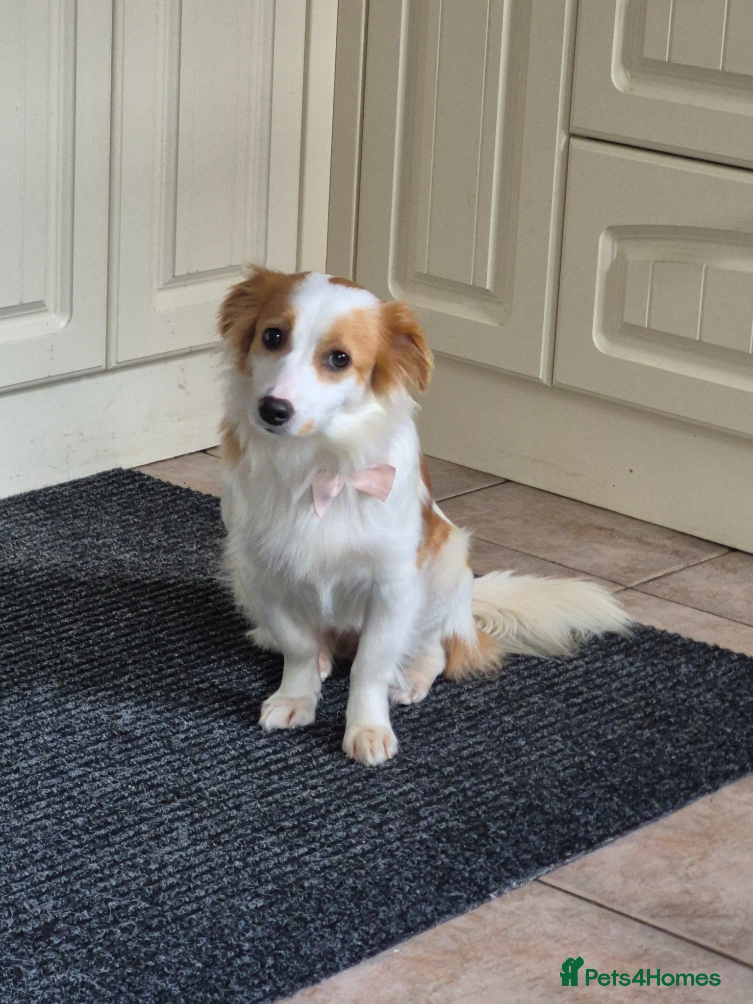 Mixed Breed dogs SARA! - Advert 4