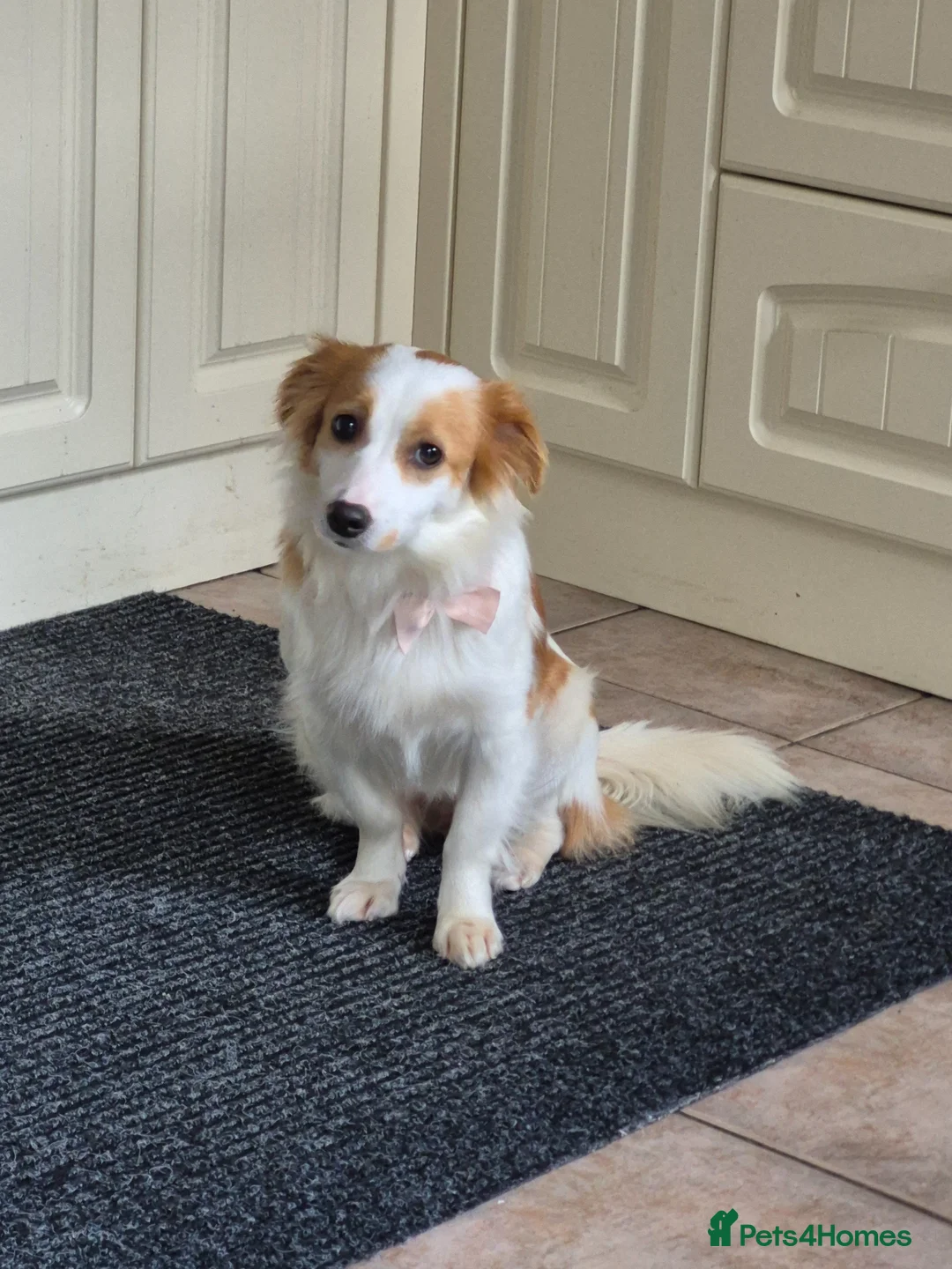 Mixed Breed dogs for adoption: SARA! - Advert 1