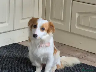 Mixed Breed dogs SARA! - Advert 4