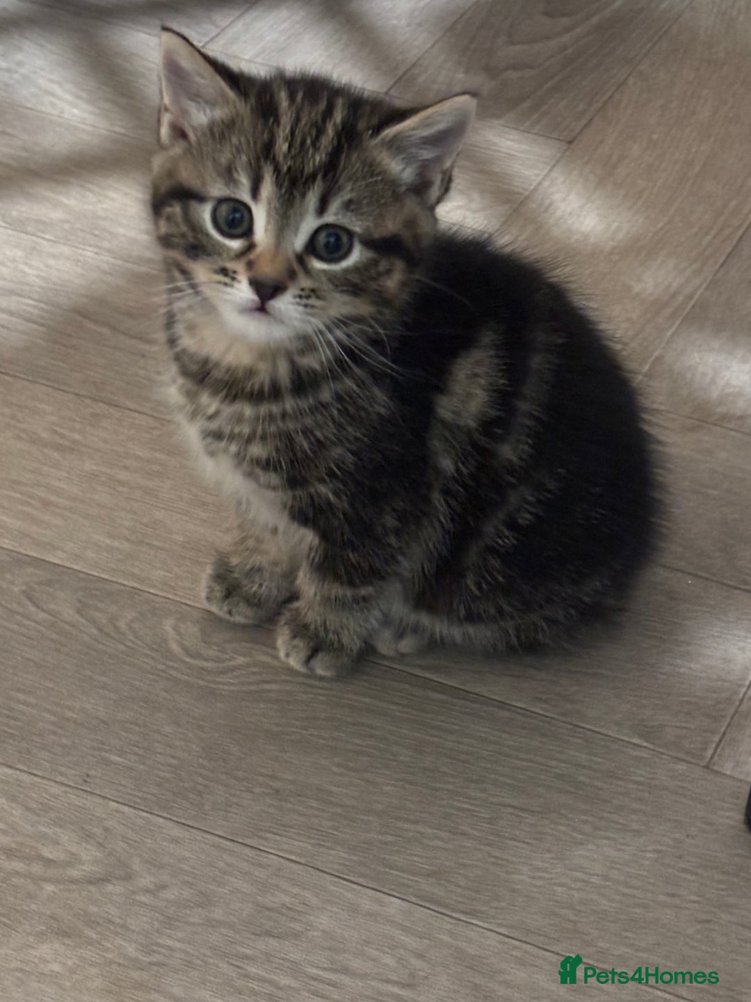 Mixed Breed cats for sale: Adorable kittens - Advert 4