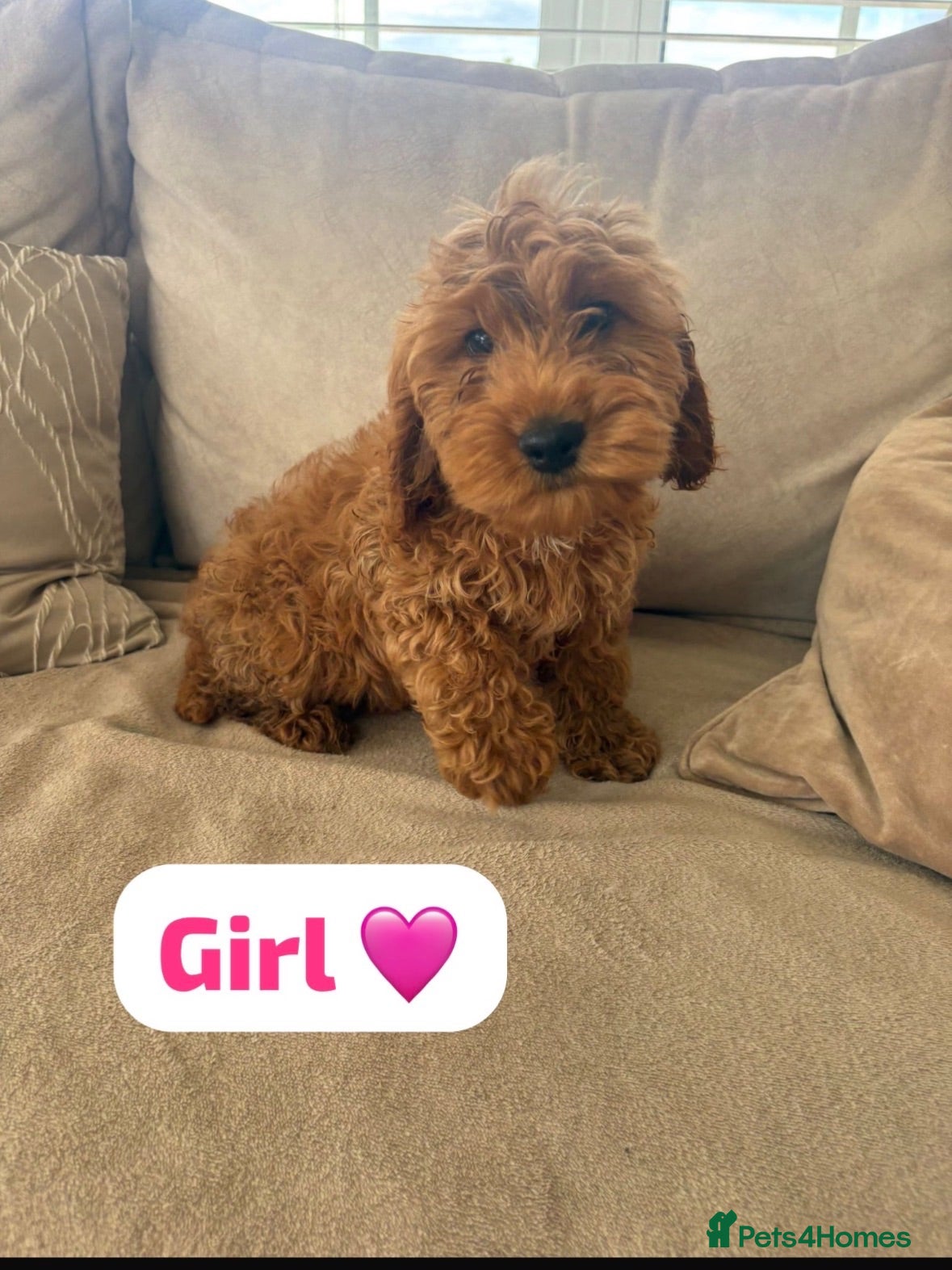 Cockapoo dogs 1 Girl 2 Boys left red F1b cockapoo puppy’s  - Advert 16