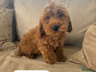 Cockapoo dogs 1 Girl 2 Boys left red F1b cockapoo puppy’s - Advert 1