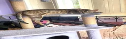 Bengal cats for sale:  Full Pedigree Rosetted Bengal Kittens for Sale - Advert 2