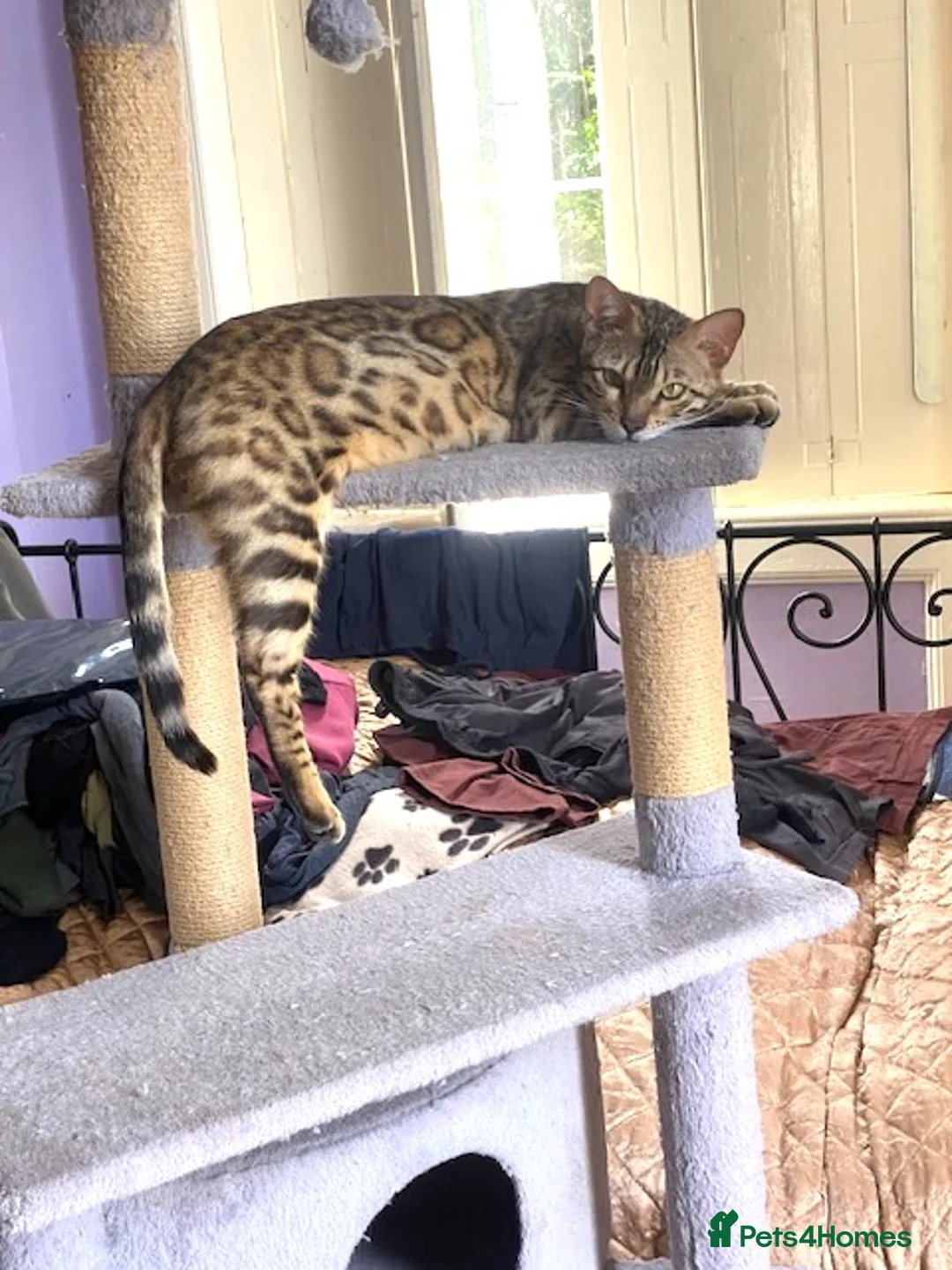 Bengal cats for sale:  Full Pedigree Rosetted Bengal Kittens for Sale - Advert 2