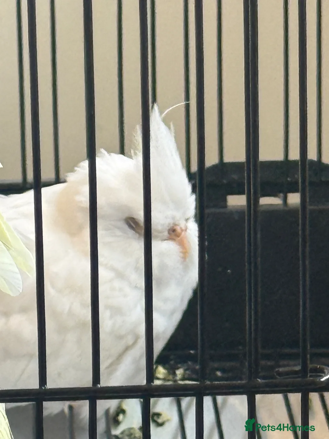 Cockatiels birds for sale: Albert the albino-13weeks white Cockateil-Handtame - Advert 1