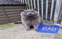 British Shorthair cats for sale: British shorthair kittens lilac/blue - Image 20