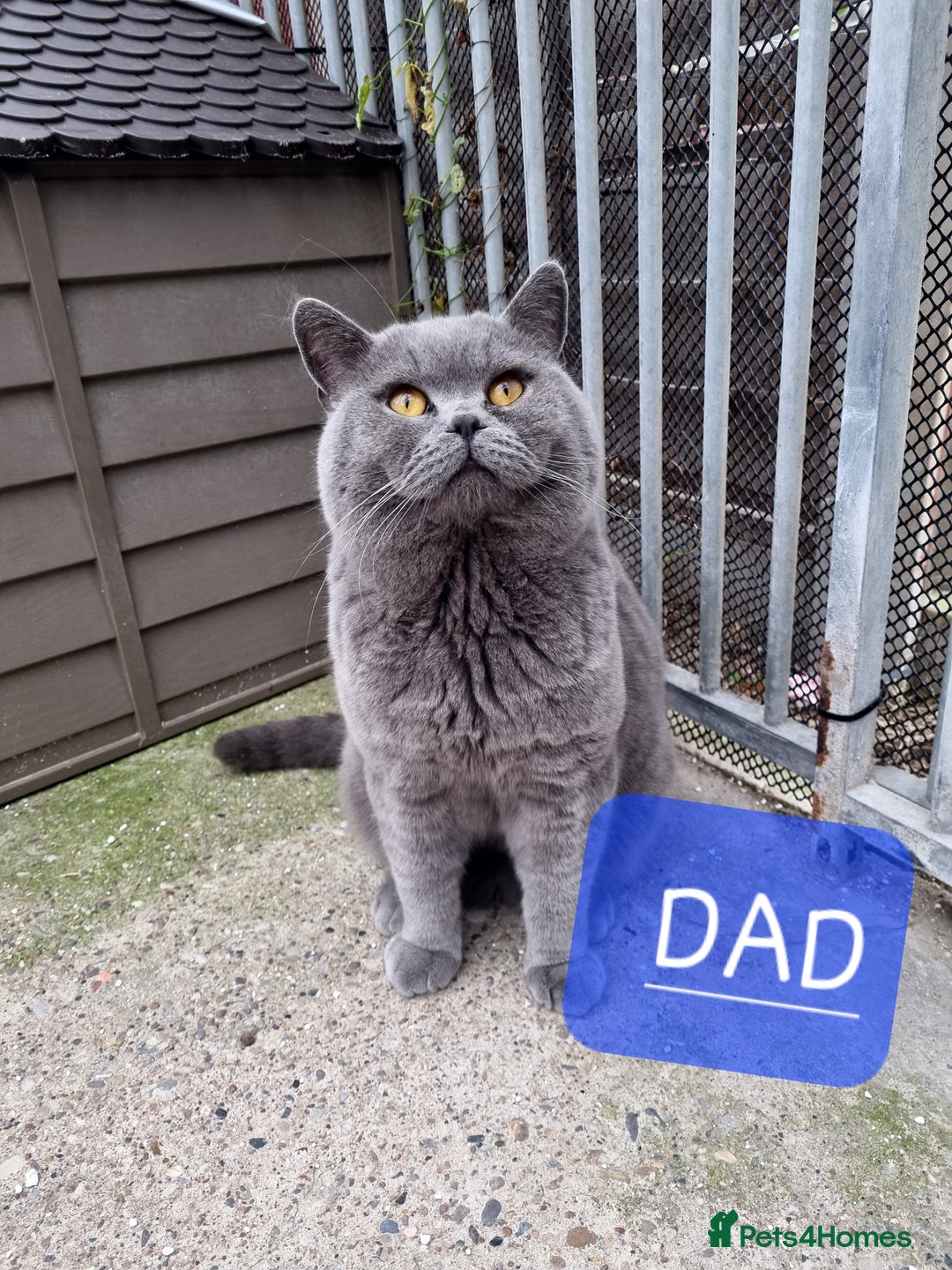 British Shorthair cats for sale: British shorthair kittens lilac/blue - Image 20