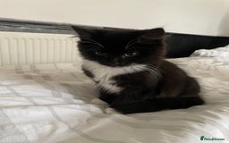 British Shorthair cats for sale: Black and White Kittens - Image 5