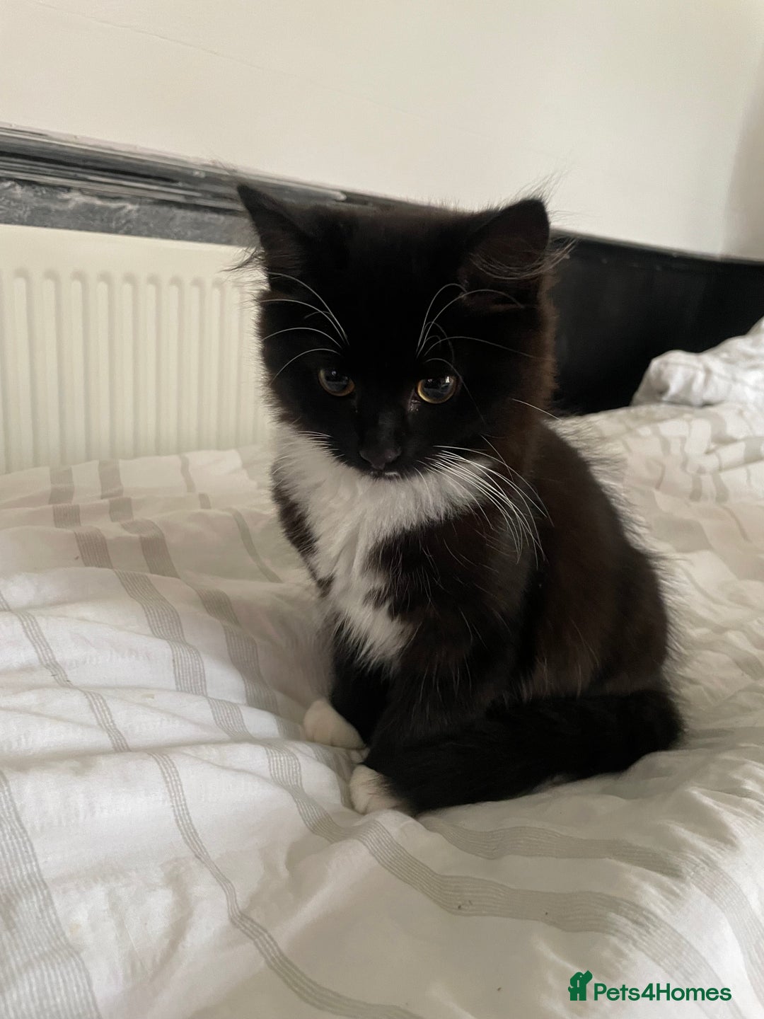 British Shorthair cats for sale: Black and White Kittens - Image 5