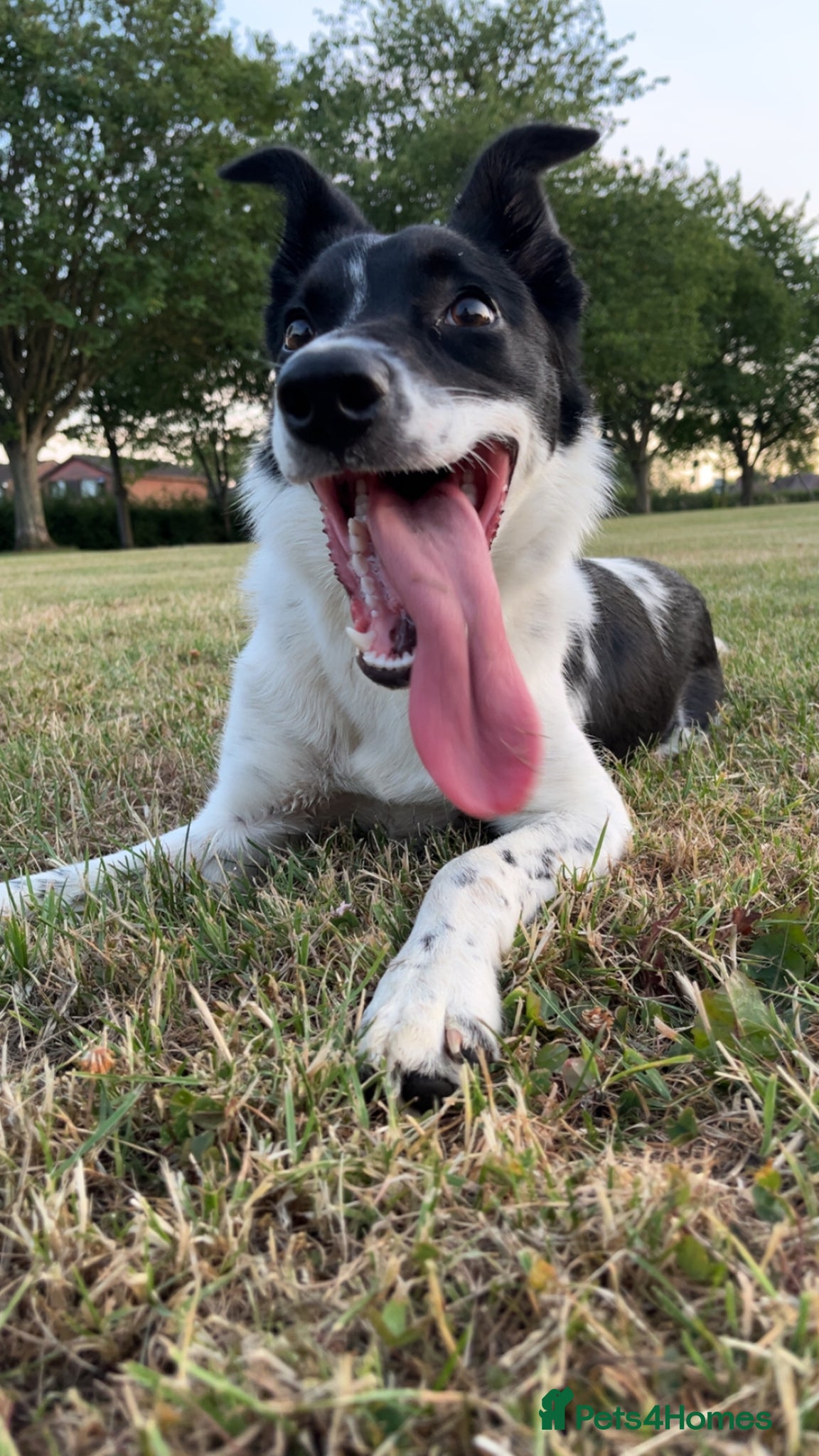 Border Collie dogs for sale: 1yo border collie bitch in Market Harborough - Advert 4