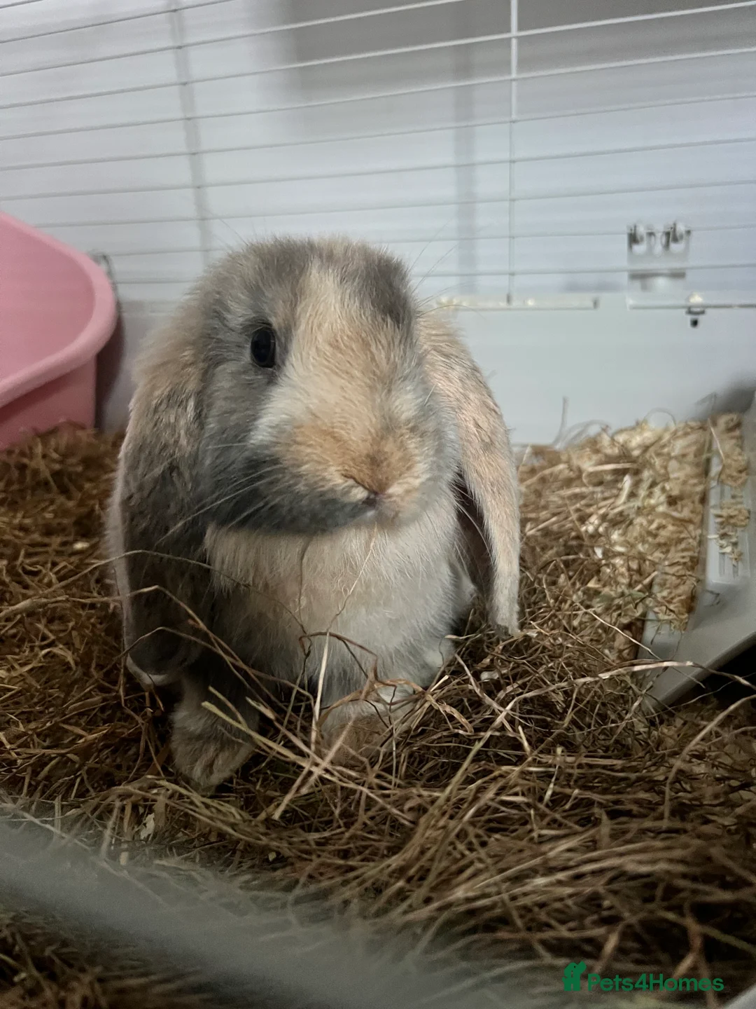 English Lop rabbits for sale: Smudge female English lop in Bromsgrove - Advert 1