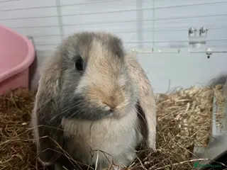 English Lop rabbits Smudge female English lop - Advert 11